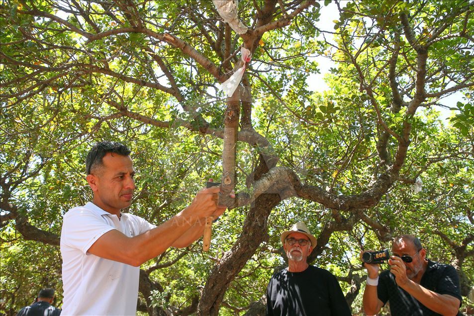 "Çeşme'den Sakız Damlıyor" projesinde ilk hasat