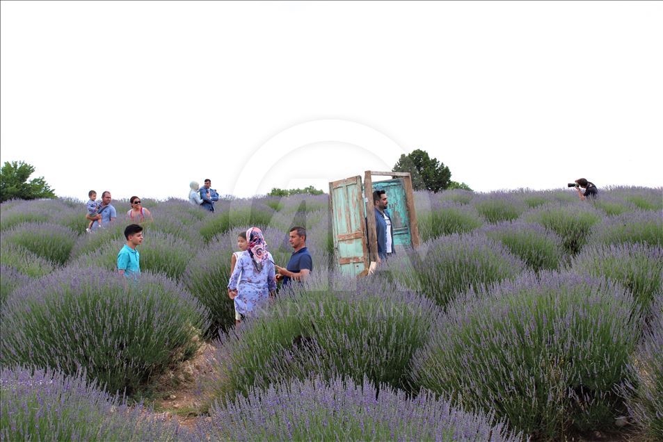 حقول الخزامى البنفسجية.. جمال ساحر جنوب غربي تركيا