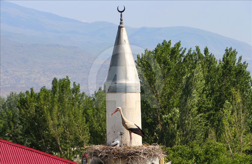 Çifte minare leyleklerin yuvası oldu