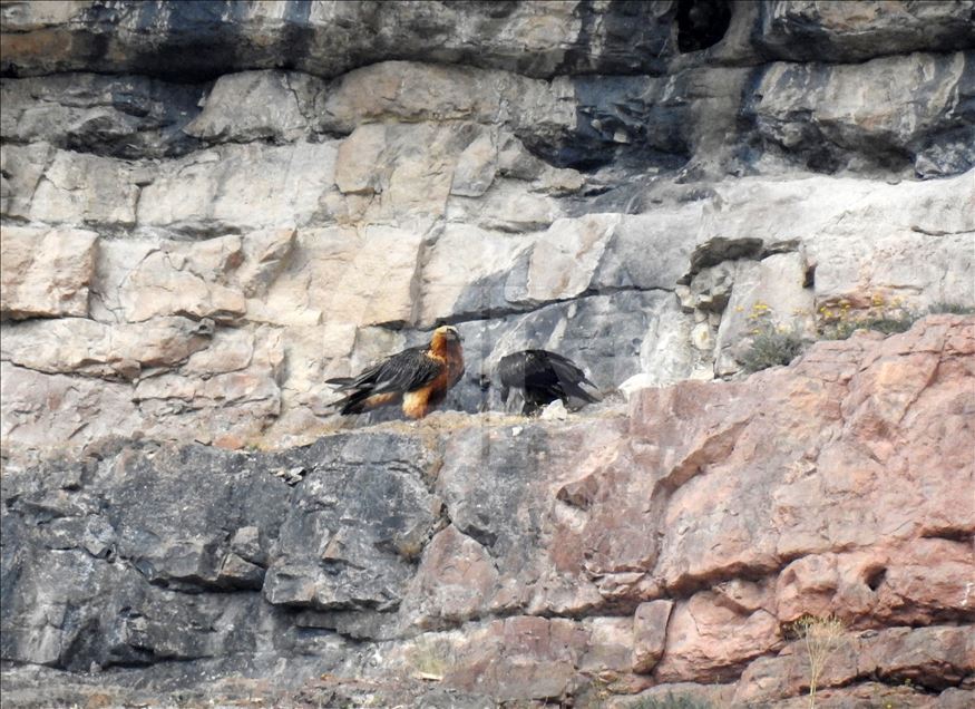 Turquie : un vautour barbu aperçu à Gumushane
