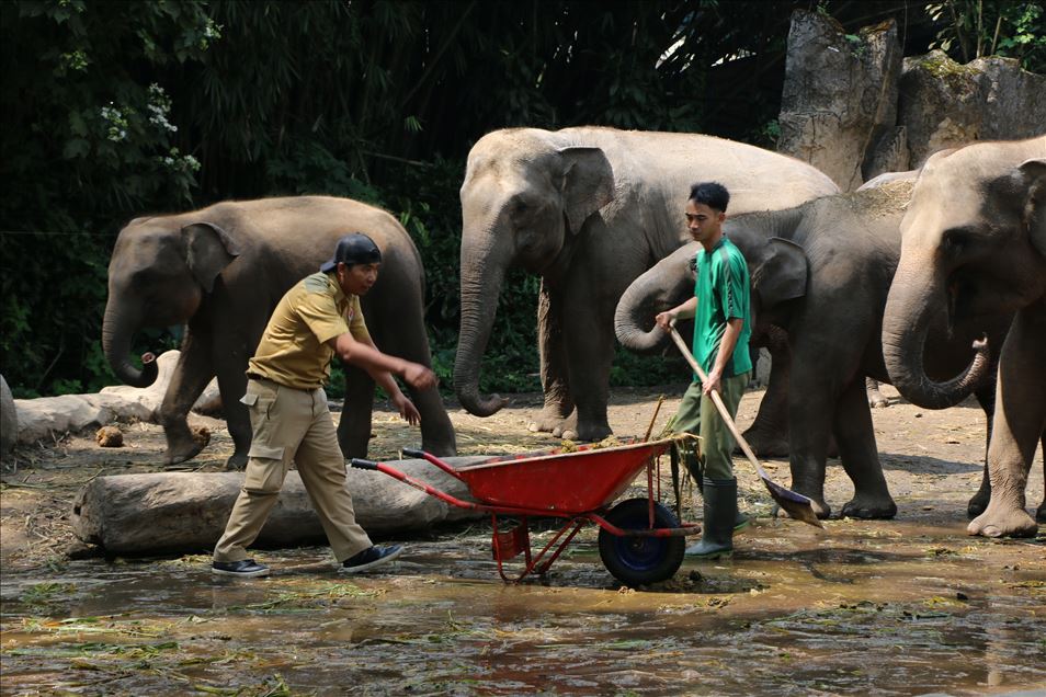 فضلات الفيلة.. أوراق دفاتر في إندونيسيا
