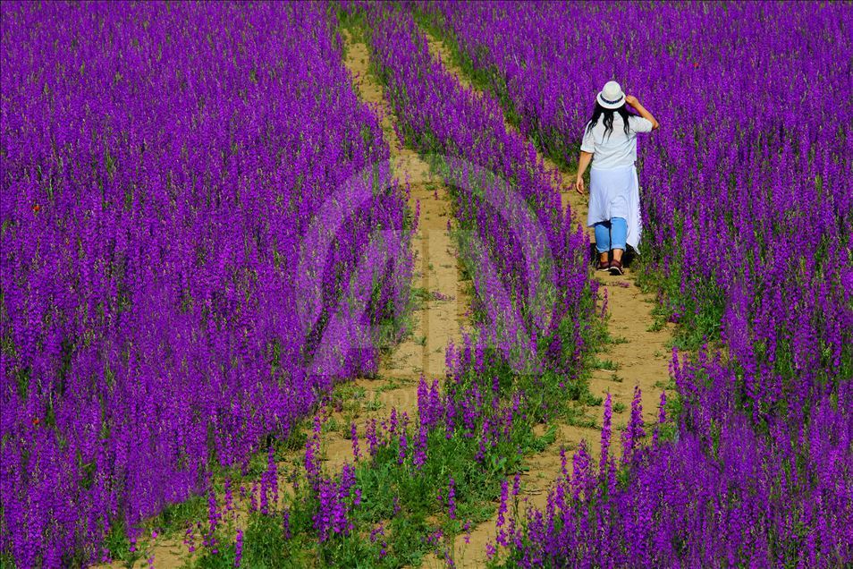 تصاویر بسیار زیبا از دشتهای استان گیرهسون ترکیه