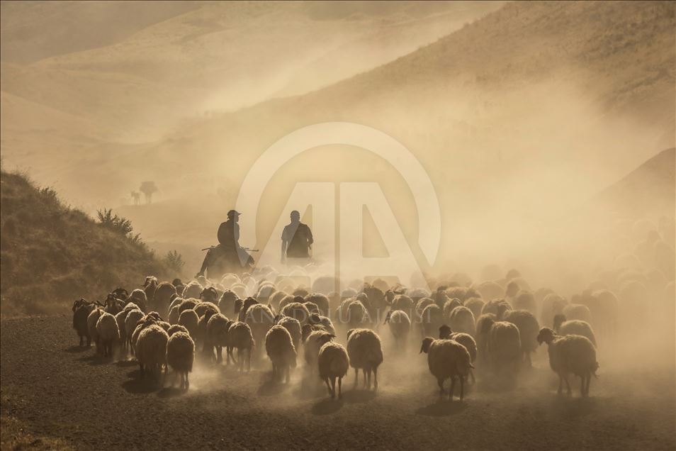 Dusty Journey of sheep herd into Mount Nemrut