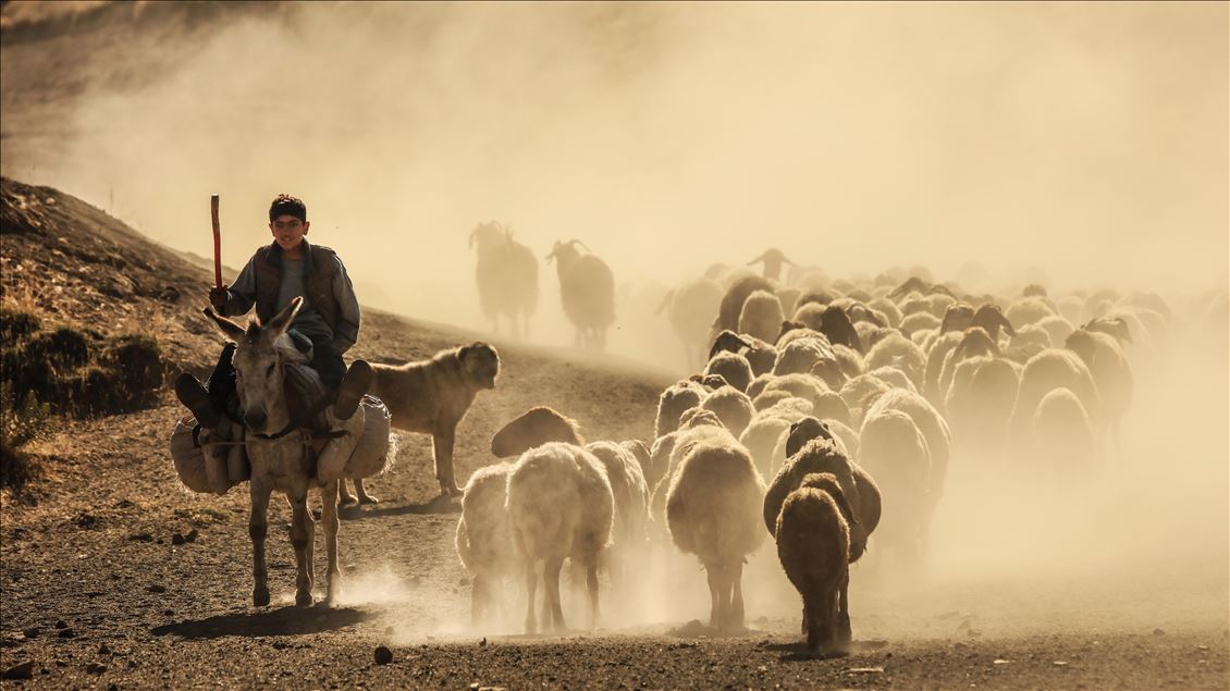 Dusty Journey of sheep herd into Mount Nemrut