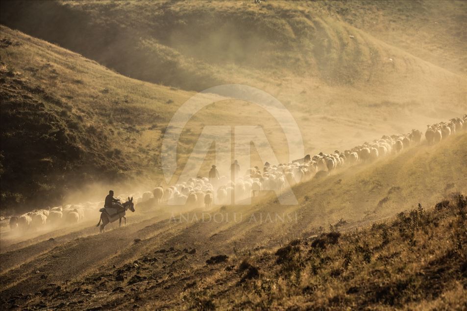 Rebaño de ovejas en el Monte Nemrut 