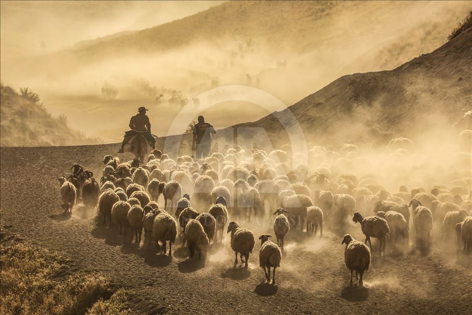Dusty Journey of sheep herd into Mount Nemrut