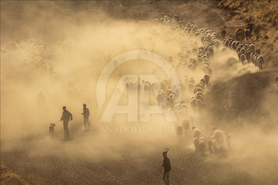 Dusty Journey of sheep herd into Mount Nemrut
