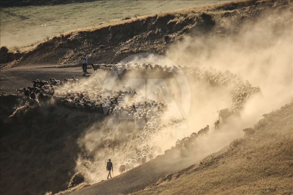 Dusty Journey of sheep herd into Mount Nemrut