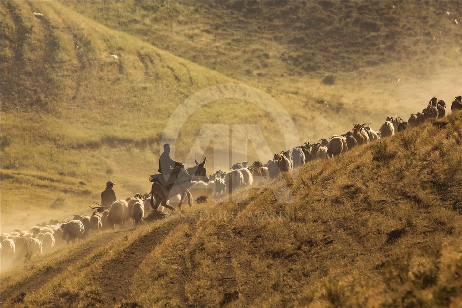 Dusty Journey of sheep herd into Mount Nemrut