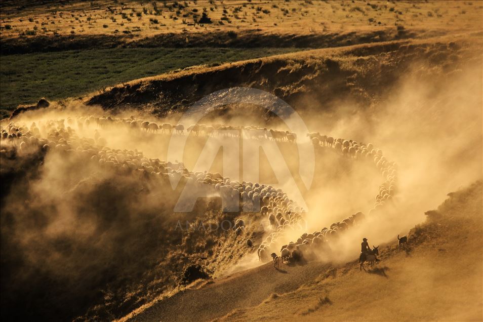 Dusty Journey of sheep herd into Mount Nemrut