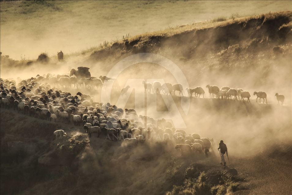 Dusty Journey of sheep herd into Mount Nemrut