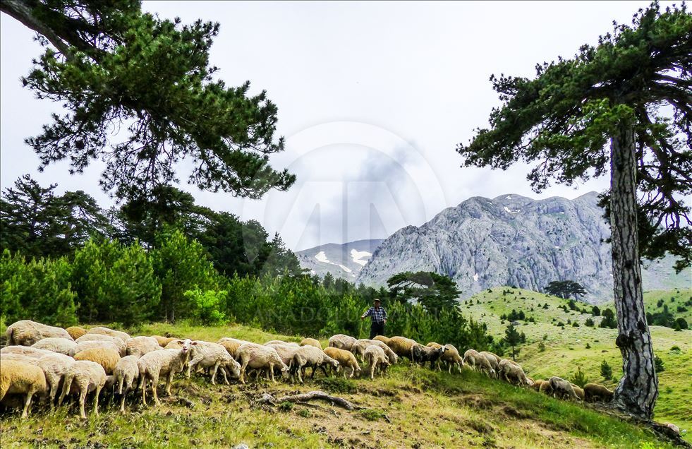 کوچ بهاره روستاییان اسپارتای ترکیه