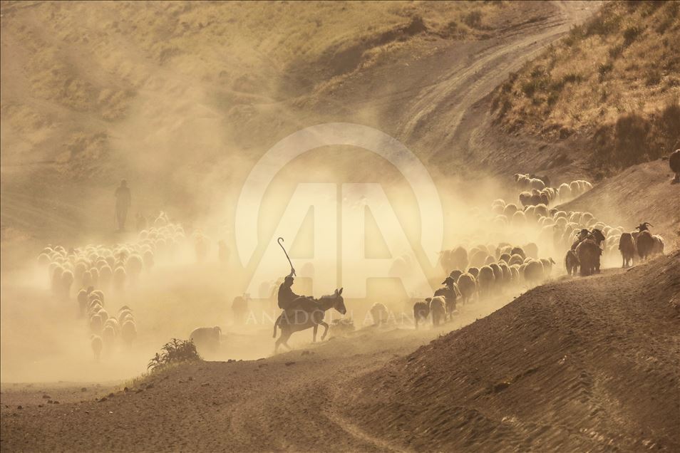 Dusty Journey of sheep herd into Mount Nemrut