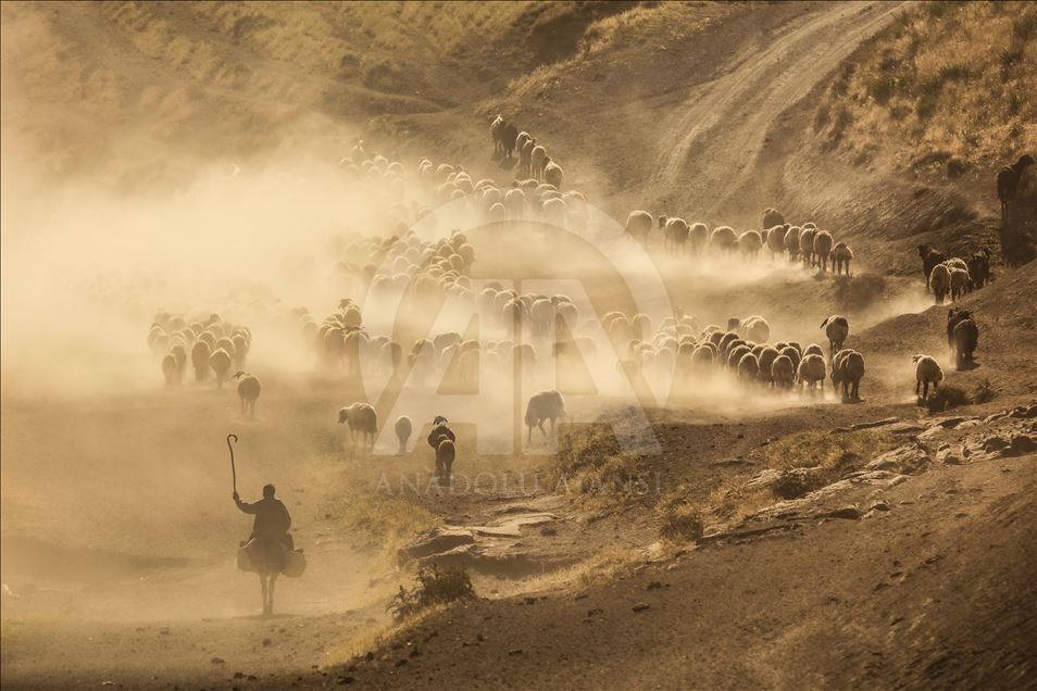 Dusty Journey of sheep herd into Mount Nemrut