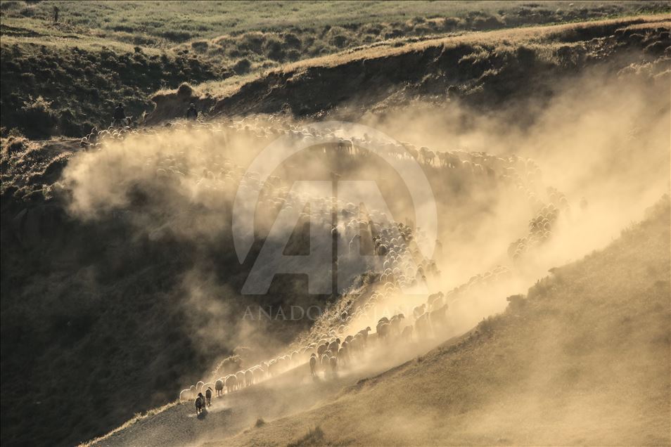 Dusty Journey of sheep herd into Mount Nemrut