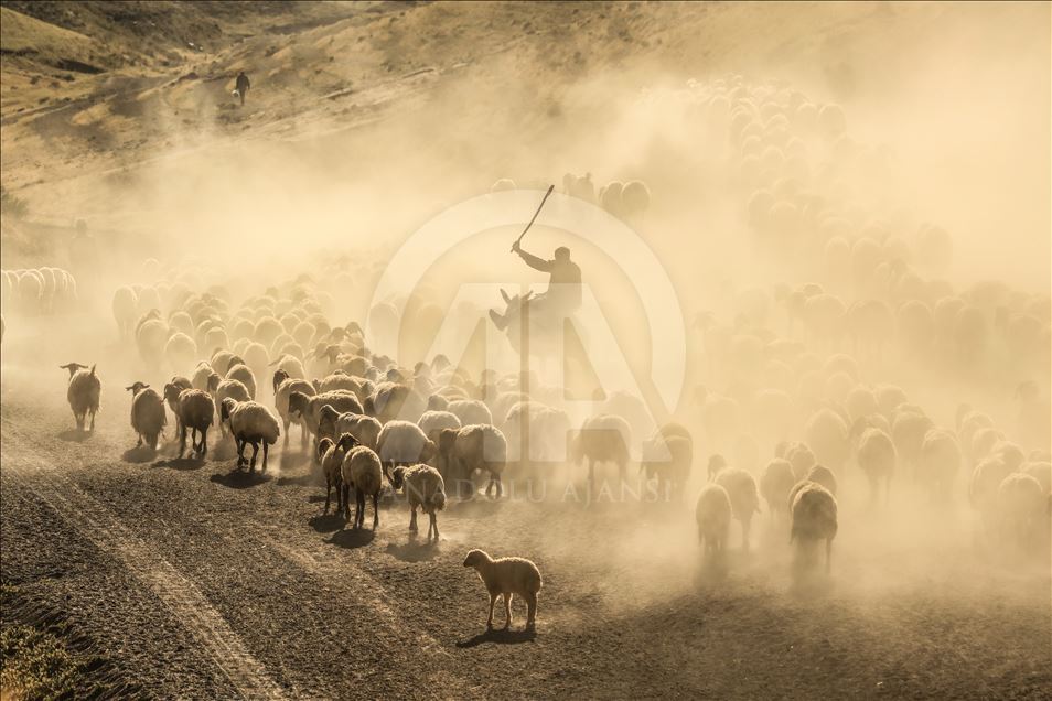 Dusty Journey of sheep herd into Mount Nemrut