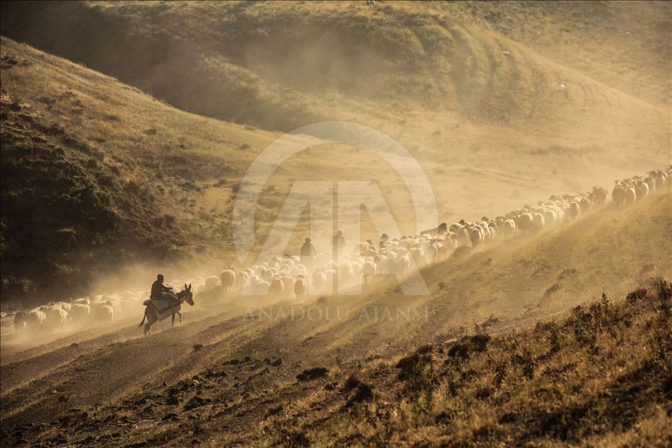 Dusty Journey of sheep herd into Mount Nemrut