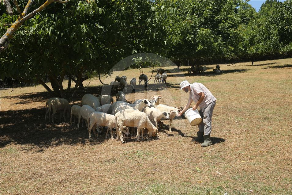 Yabancı turistler "orman köy"de ekolojik tatilde