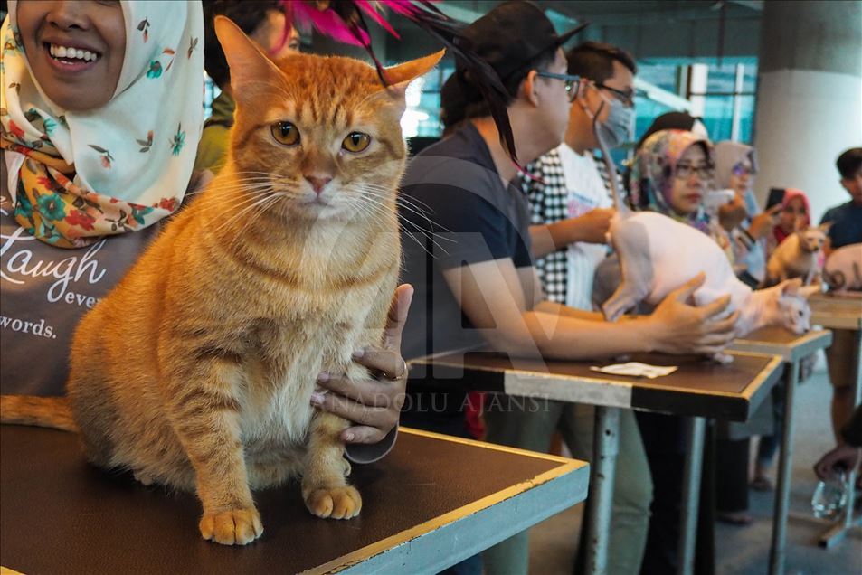 В Индонезии выбрали самого красивого кота 
