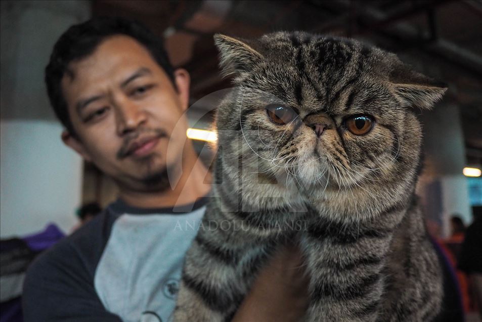 В Индонезии выбрали самого красивого кота 
