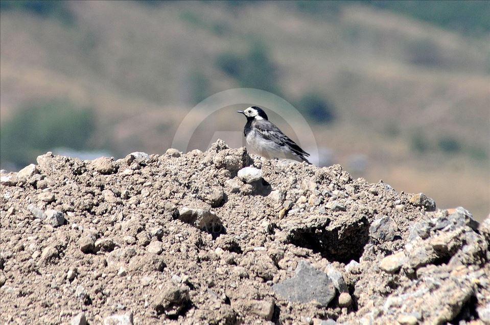 Truck taken off service as bird sets up nest in engine