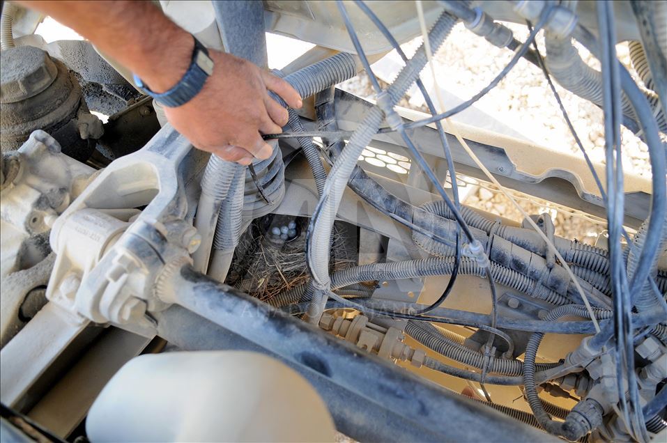 Truck taken off service as bird sets up nest in engine