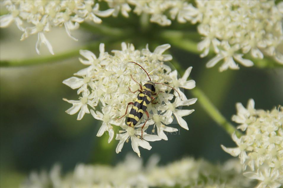 Parque Nacional Valle de Munzur Anadolu Ajansı