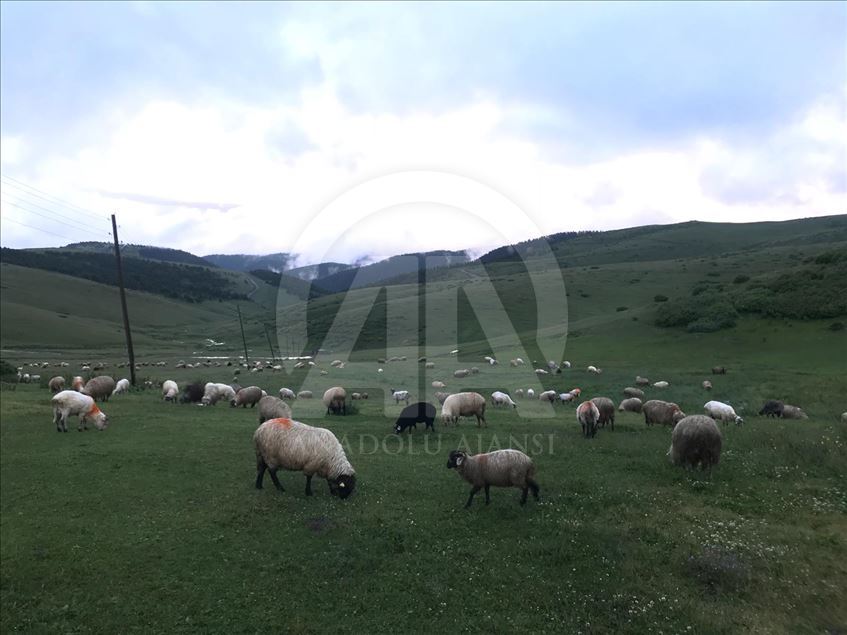 Haçka Yaylası, doğa tutkunlarını ağırlıyor