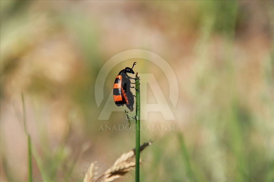 Parque Nacional Valle de Munzur Anadolu Ajansı