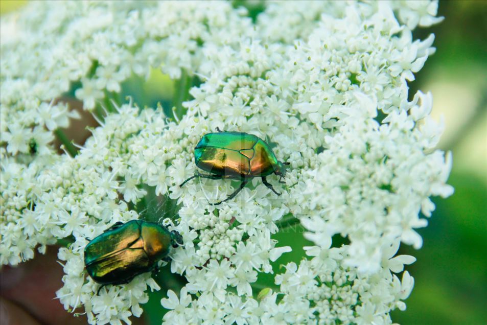 Parque Nacional Valle de Munzur Anadolu Ajansı