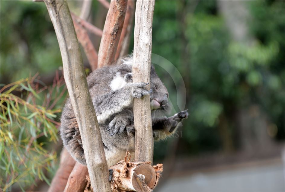 Koala neslini tükenmekten kurtaracak sağlıklı türler bulundu