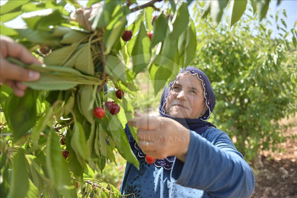 Gêlaza Napolyonê" ya Mêrdînê eleqeyeke mezin dibîne