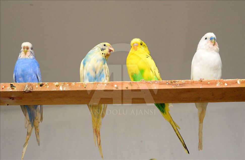 Bodrum katını kuşları için doğal yaşam alanına dönüştürdü
