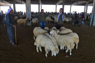 Bi nêzîkbûna Eyda Qurbanê ra bazarên heywanan jî geş û qerebalix dibin