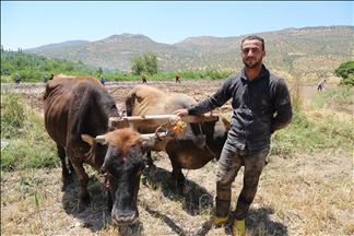 Gundî mîna berê zibare dikin û birinc diajon