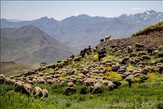 ژمارهی رهوهندهكانی كوێستانی فهراشین ههڵكشاوه