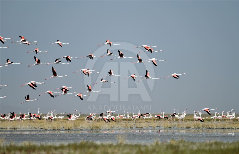 Flamingos at Lake Tuz in Turkey