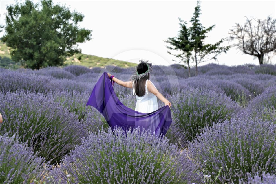 En Isparta, Turquía, comienzan los 'Días de lavanda'