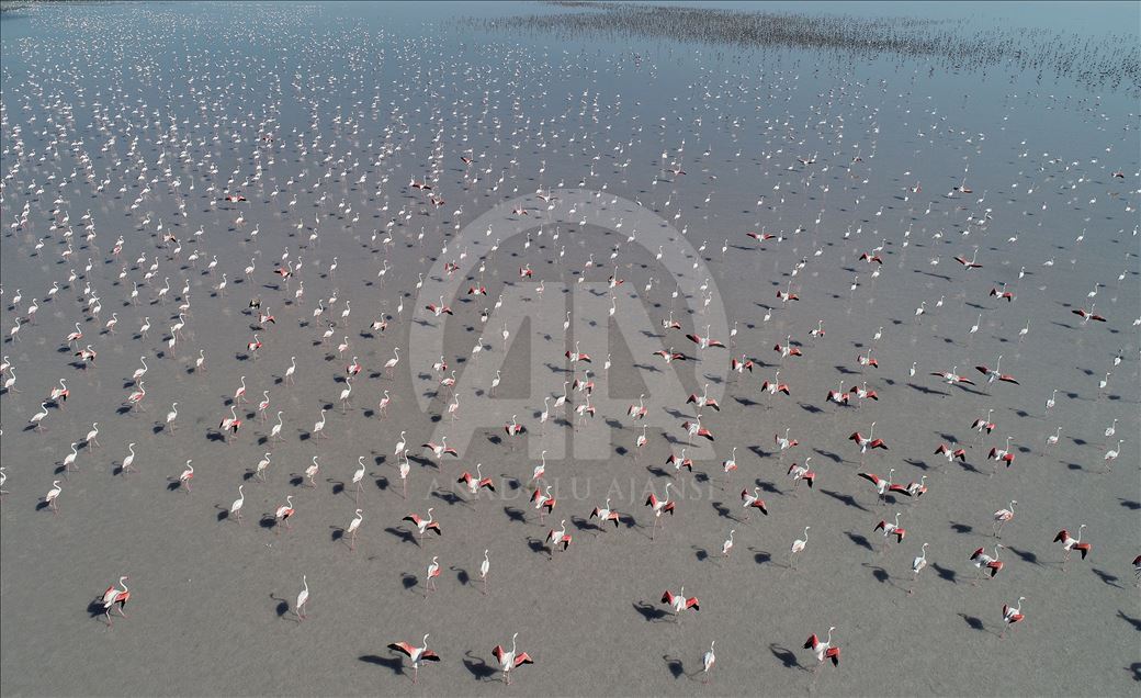 Flamingos at Lake Tuz in Turkey