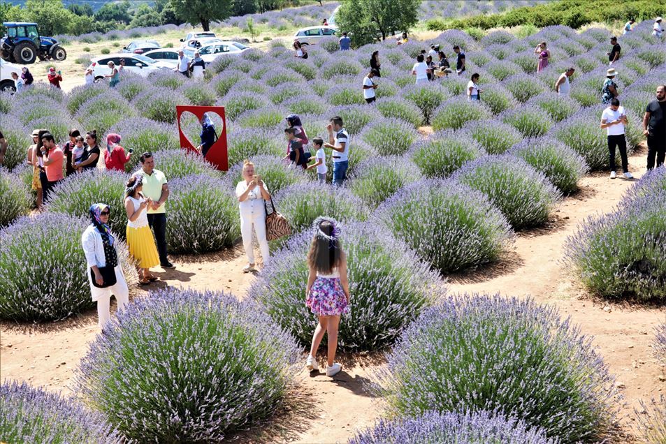 En Isparta, Turquía, comienzan los 'Días de lavanda'