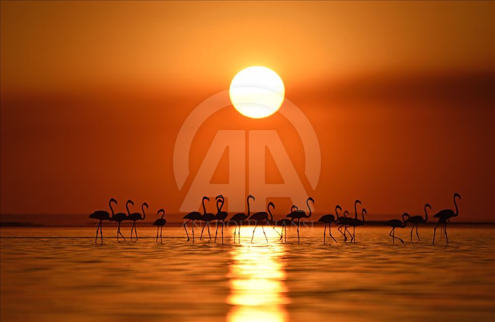 Flamingos at Lake Tuz in Turkey