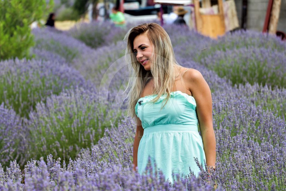 En Isparta, Turquía, comienzan los 'Días de lavanda'