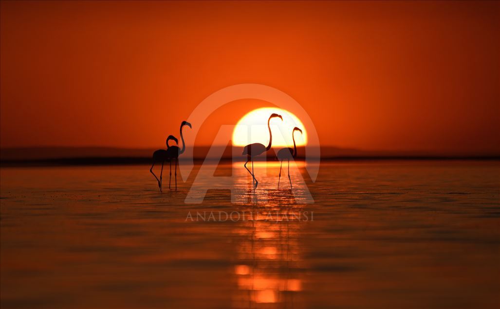 Flamingos at Lake Tuz in Turkey