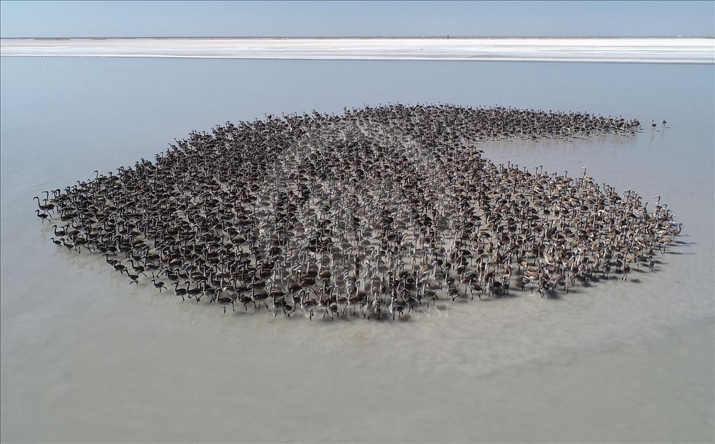 Flamingos at Lake Tuz in Turkey