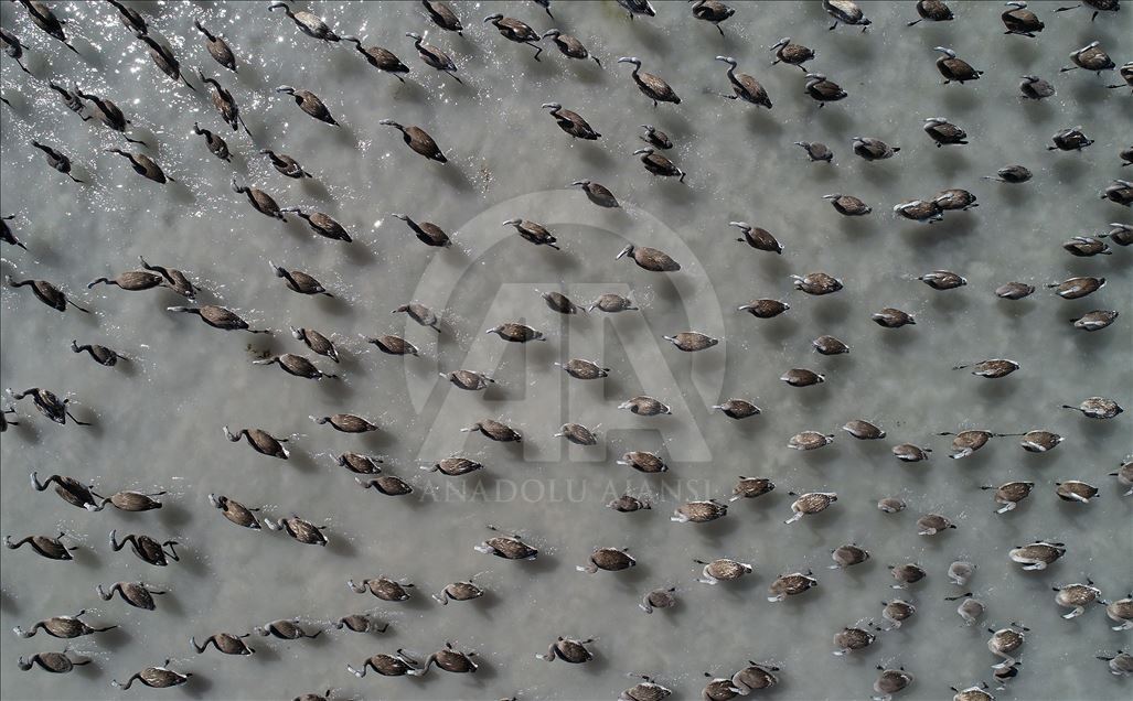Flamingos at Lake Tuz in Turkey