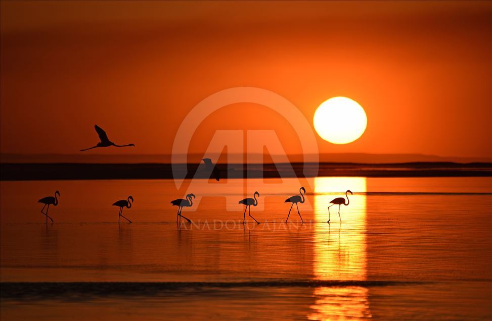 Flamingos at Lake Tuz in Turkey