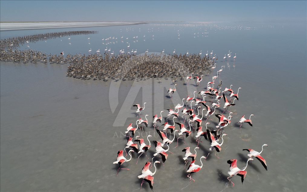 Flamingos at Lake Tuz in Turkey