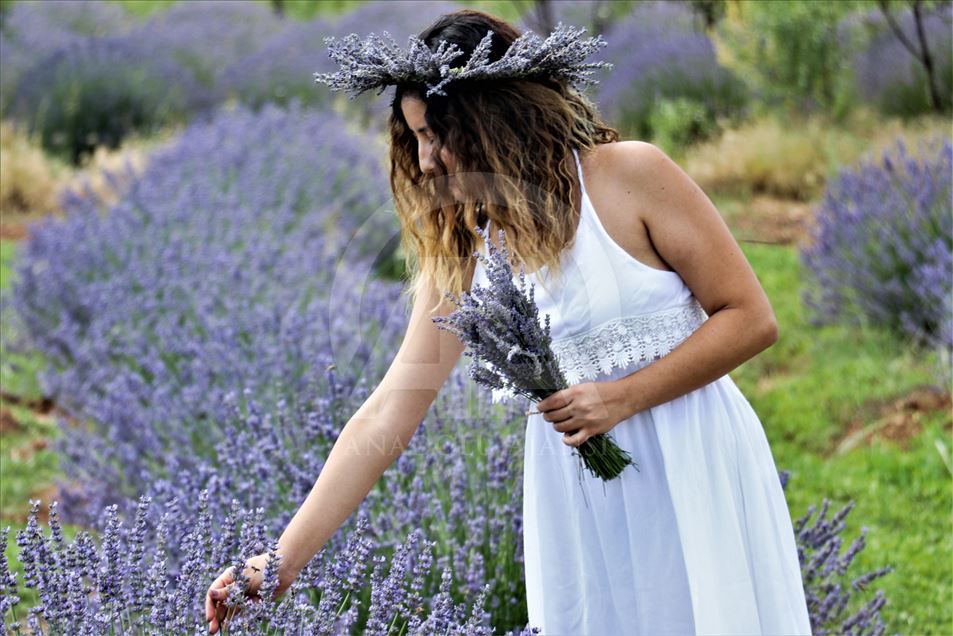 En Isparta, Turquía, comienzan los 'Días de lavanda'
