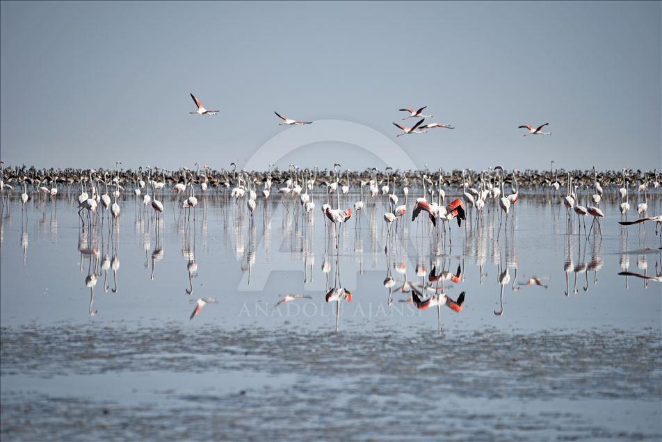 Flamingos at Lake Tuz in Turkey