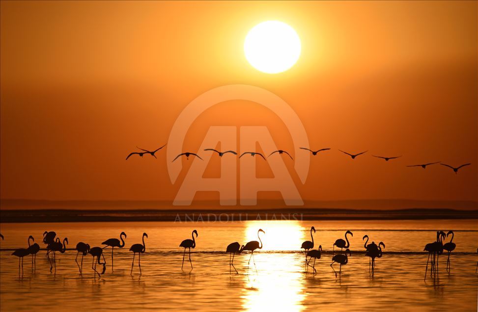 Flamingos at Lake Tuz in Turkey